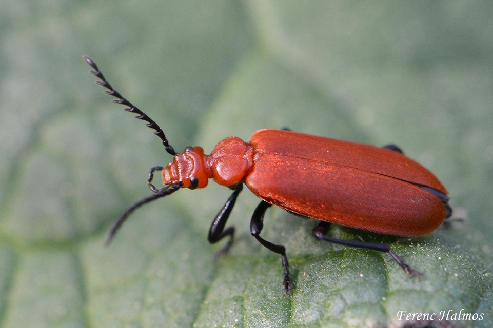Pyrochroa serraticornis - közép-bíborbogár Pyrochroa serraticornis - közép-bíborbogár