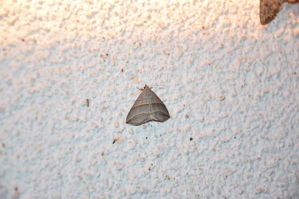 Colobochyla salicalis - háromsávos törpebagoly