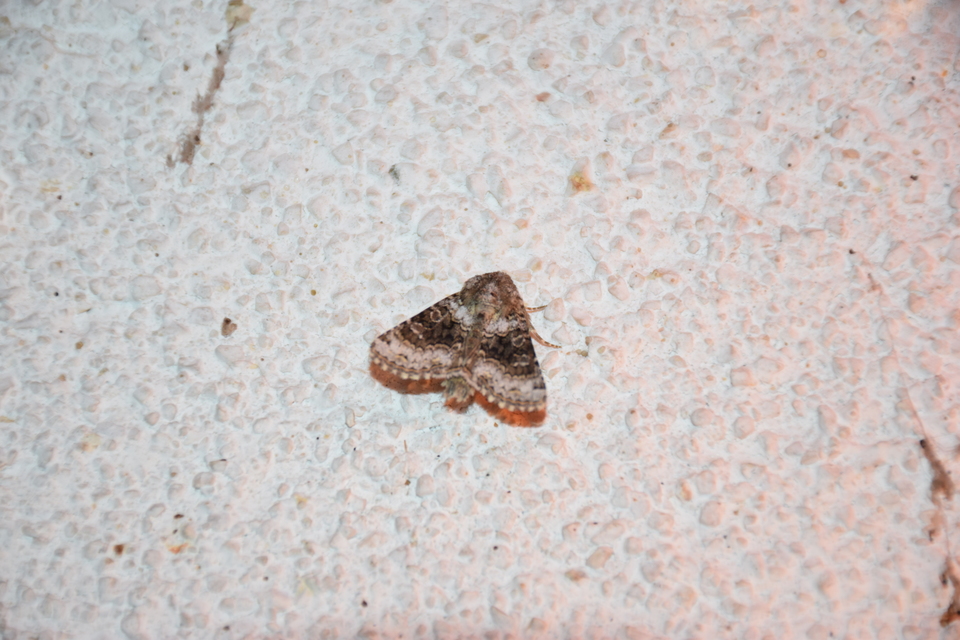 Hecatera bicolorata - világos kertibagoly