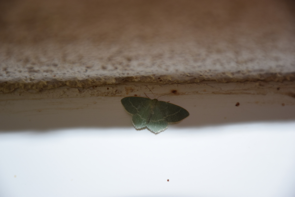 Chlorissa viridata - üdezöld araszoló
