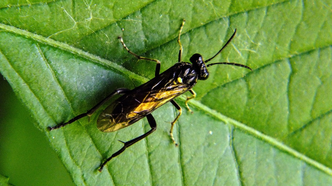 Tenthredinidae - valódi levéldarazsak