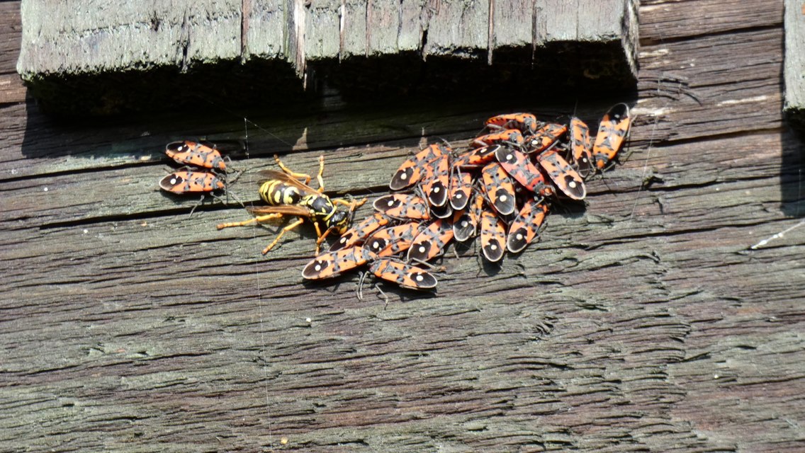 Lygaeus equestris/simulans