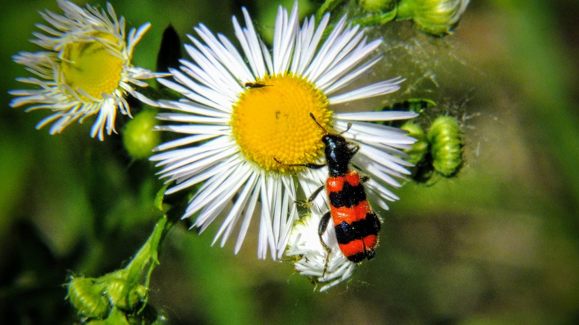 Trichodes apiarius - szalagos méhészbogár