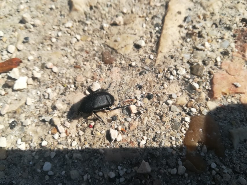 Ablattaria laevigata - sima csigarabló