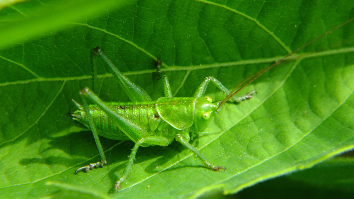 Tettigonia