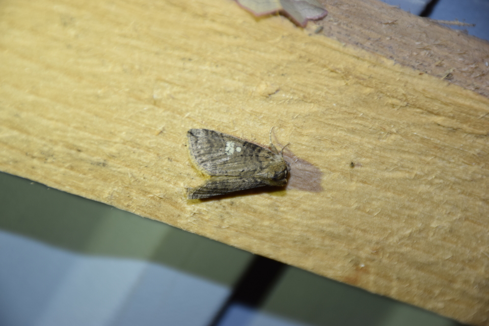 Tethea or - bélyeges pihésszövő