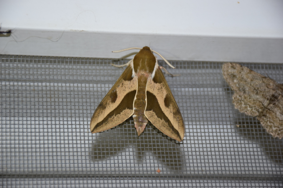 Hyles euphorbiae - kutyatejszender