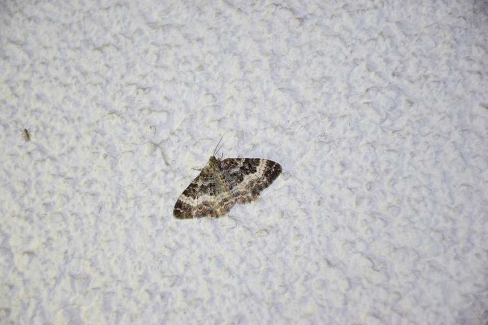 Epirrhoe alternata - galaj-tarkaaraszoló