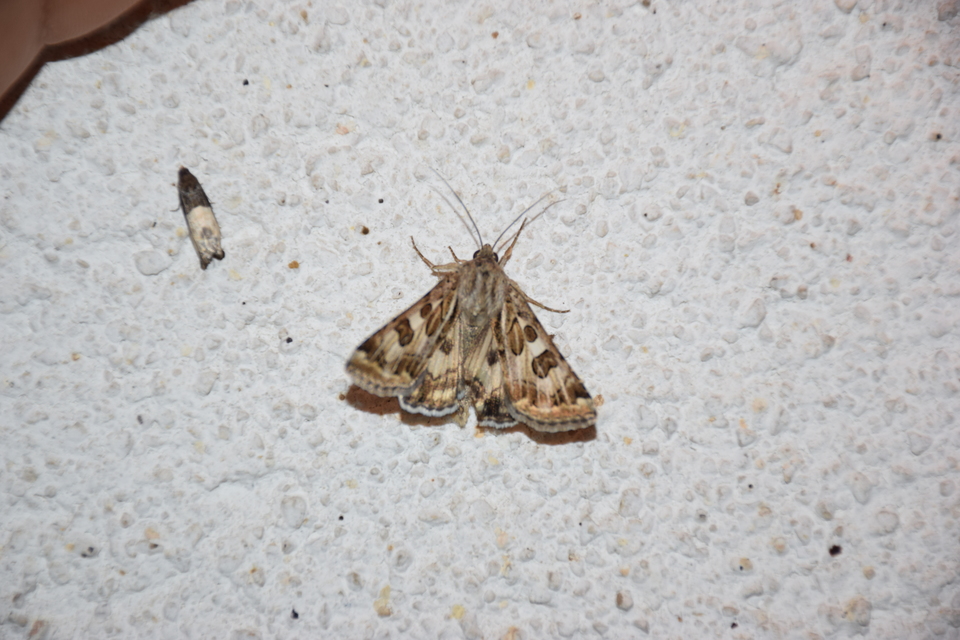Protoschinia scutosa - tüskéslábú bagoly