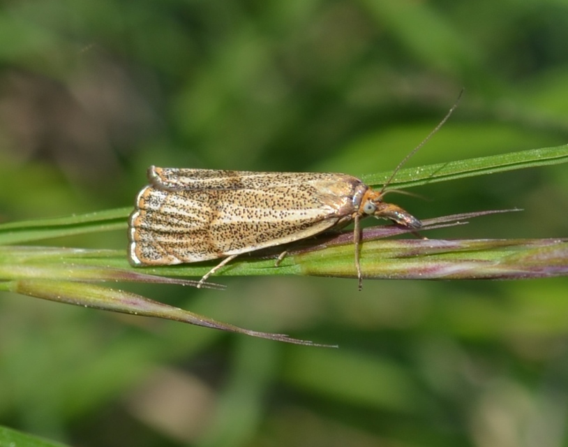 Thisanotia chrysonuchella - tavaszi fűgyökérmoly