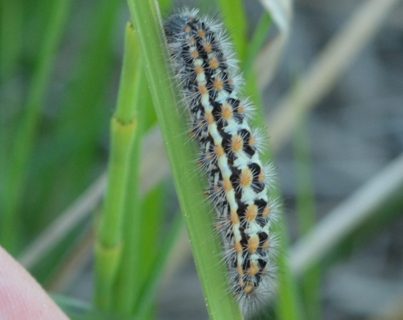 Pentophera morio - réti gyapjaslepke
