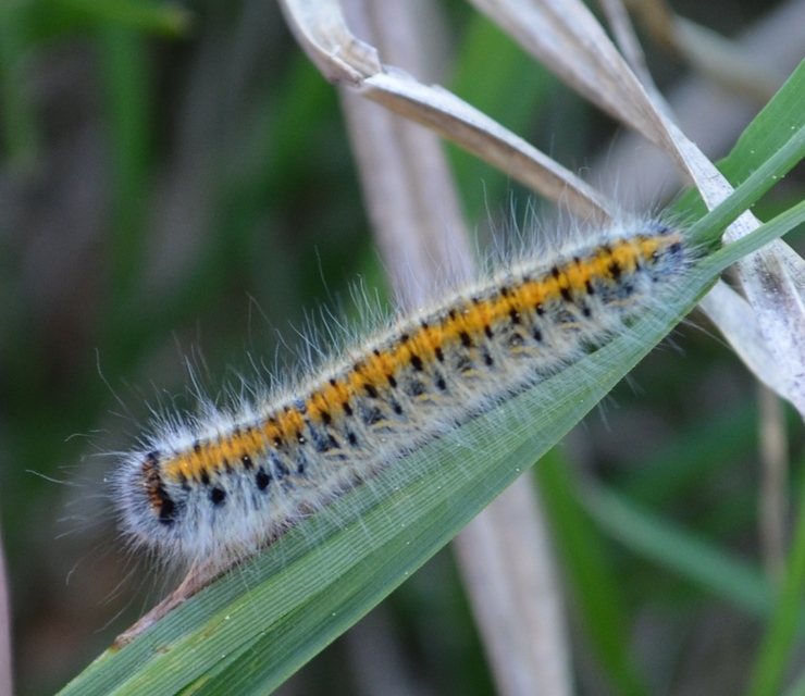 Lasiocampa trifolii - lóhereszövő