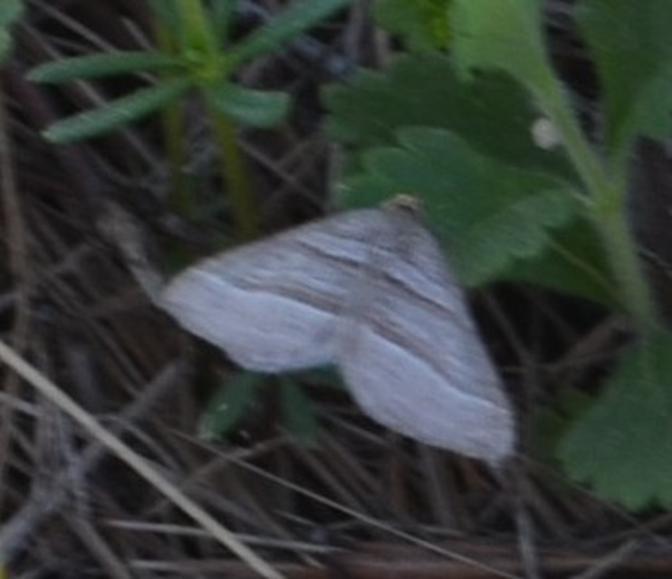 Phibalapteryx virgata - szürke galajaraszoló
