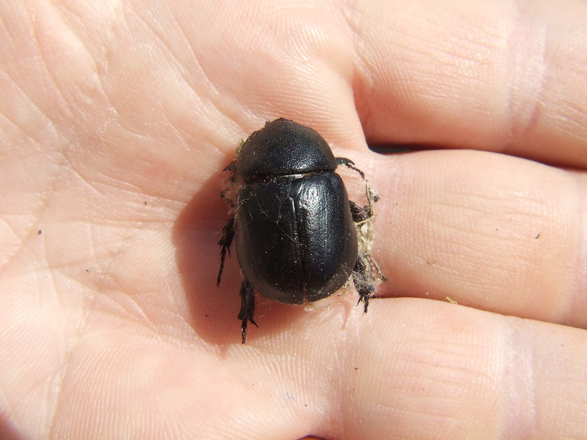 Pentodon idiota - butabogár