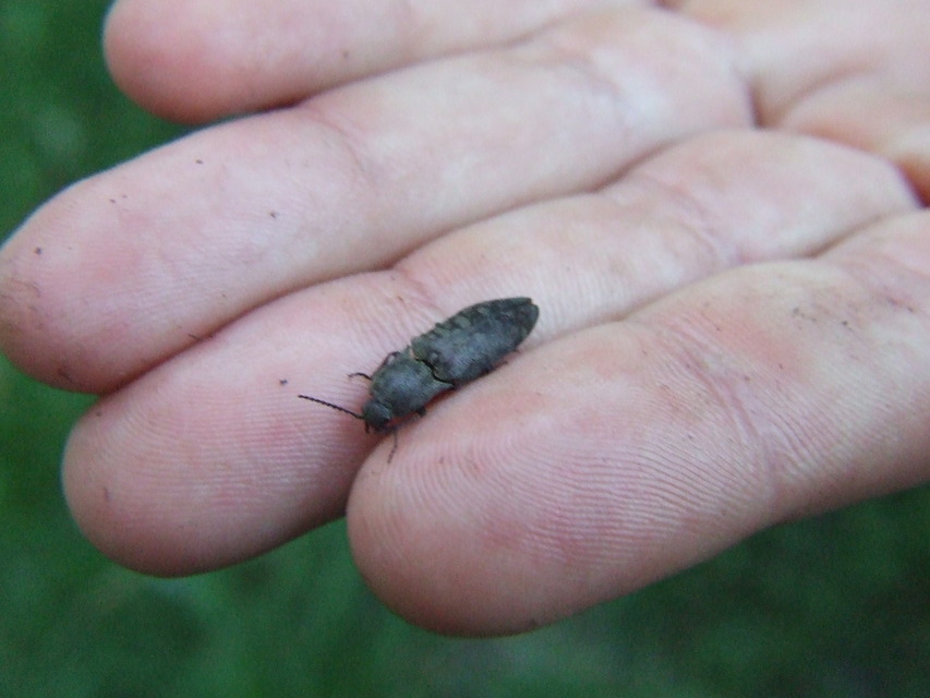Agrypnus murinus - egérszínű pikkelyespattanó