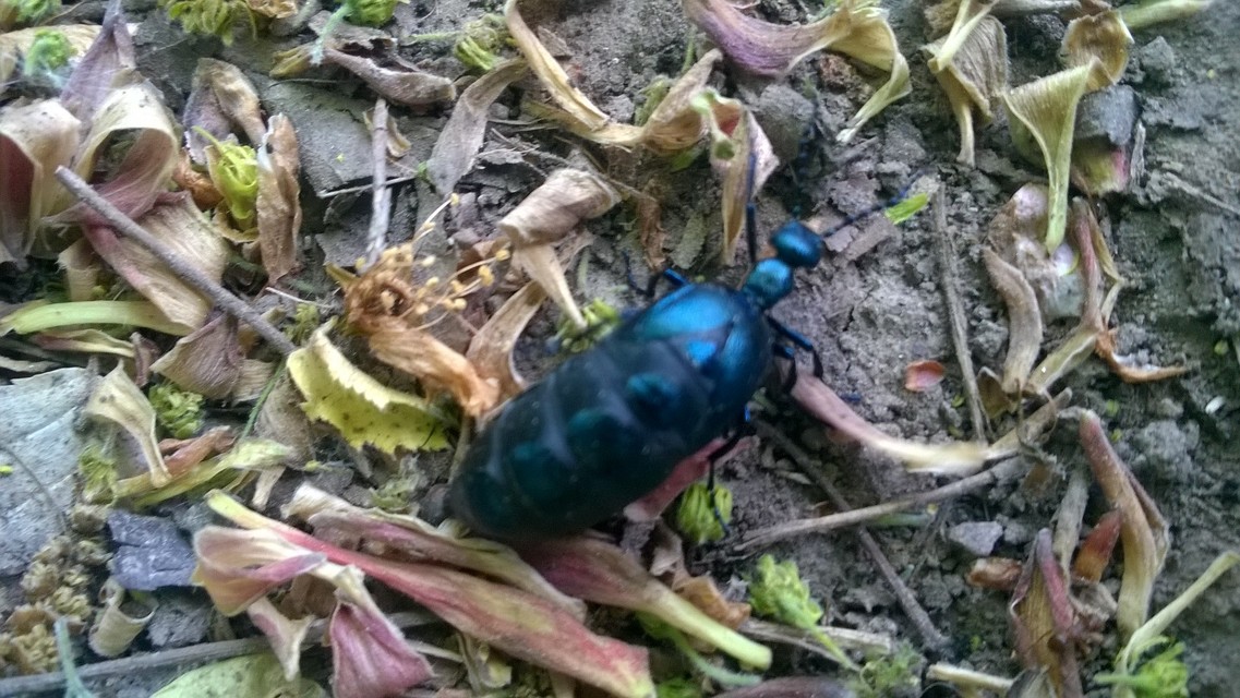 Meloe violaceus - kék nünüke