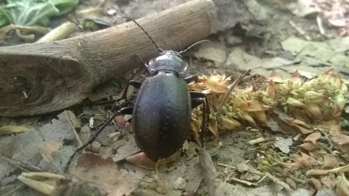 Carabus nemoralis - ligeti futrinka Carabus nemoralis - ligeti futrinka