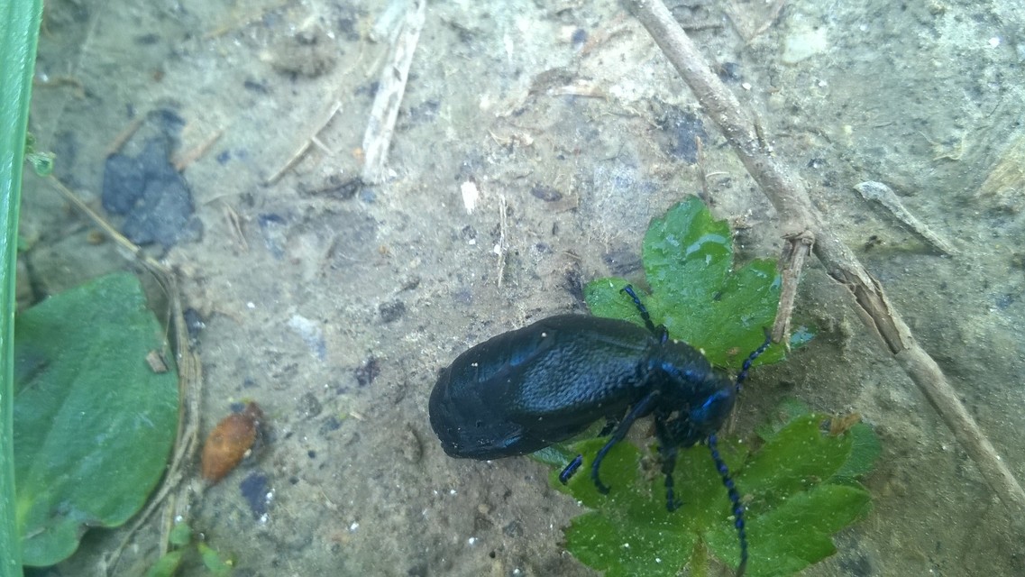 Meloe proscarabaeus - közönséges nünüke Meloe proscarabaeus - közönséges nünüke