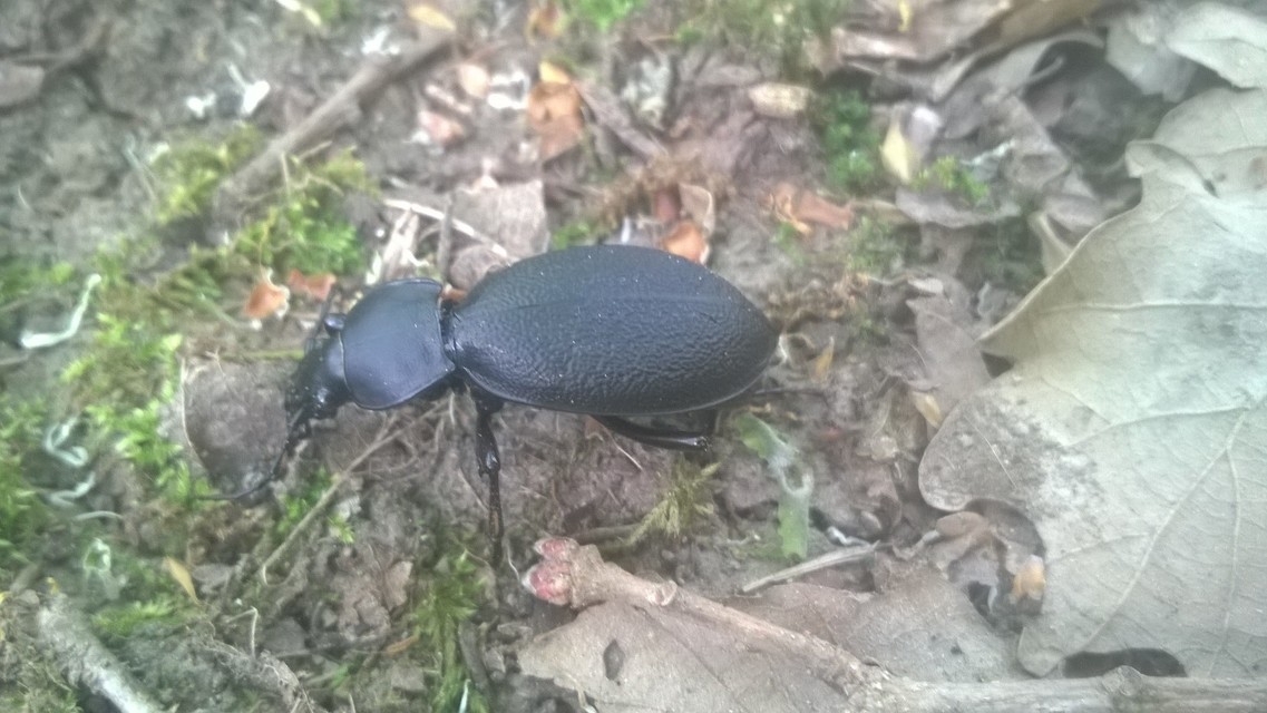 Carabus coriaceus - bőrfutrinka Carabus coriaceus - bőrfutrinka
