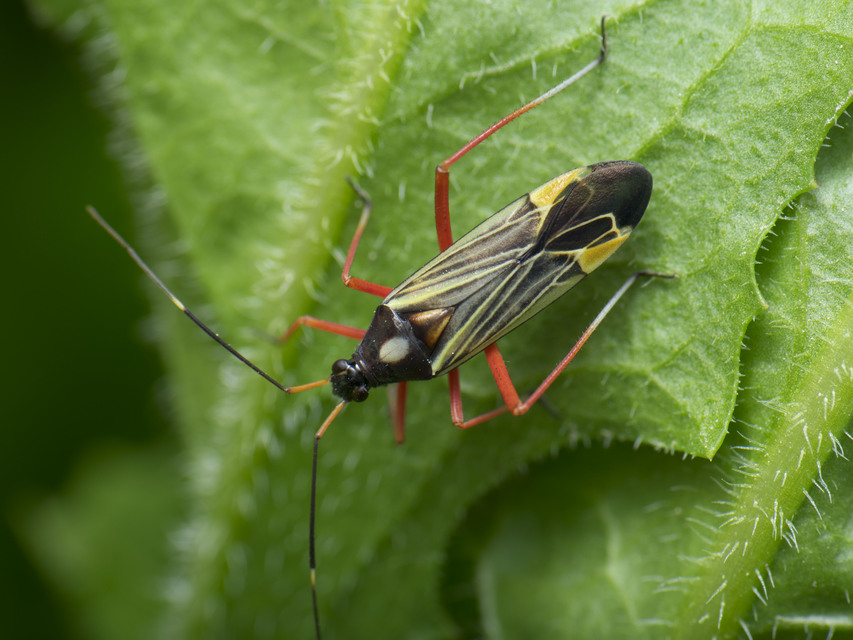 Miris striatus - sávos mezeipoloska