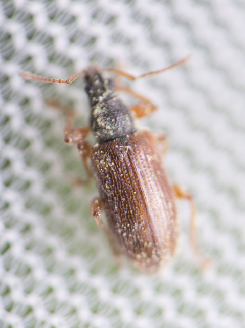 Phyllobius oblongus - közönséges levélormányos