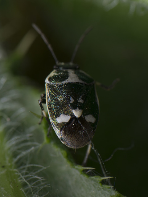 Eurydema oleracea - paréjpoloska Eurydema oleracea - paréjpoloska