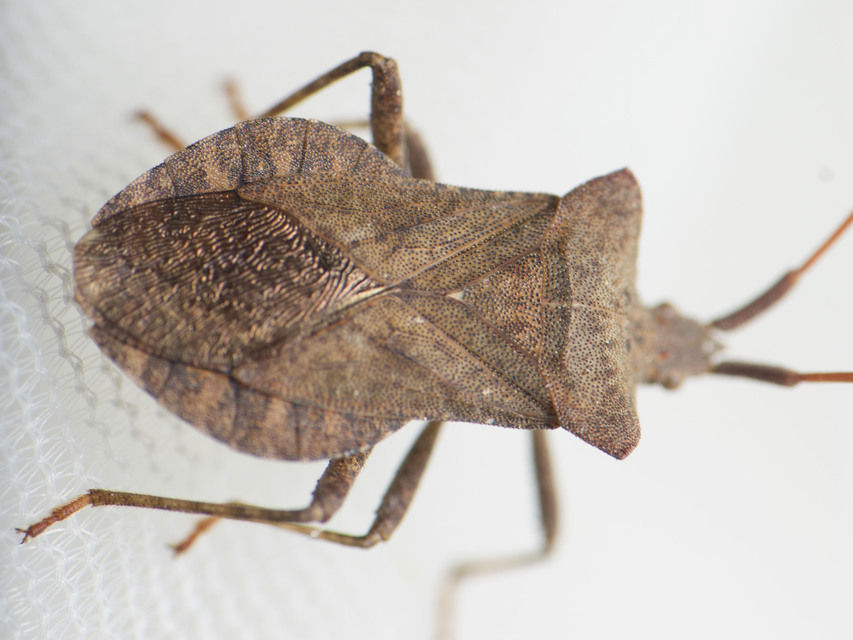 Coreus marginatus - közönséges karimáspoloska