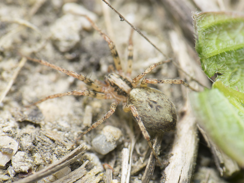Anyphaena accentuata - jegyespók