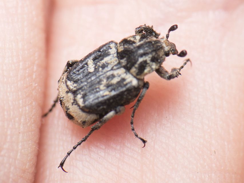 Valgus hemipterus - suta virágbogár