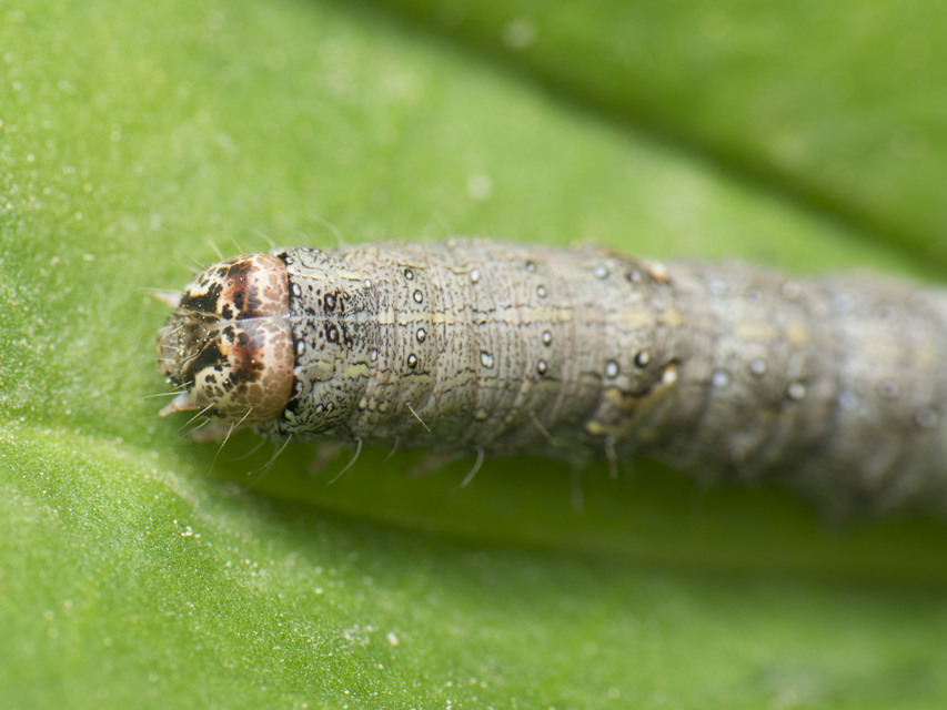 Allophyes oxyacanthae - galagonyabagoly