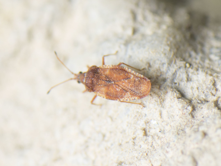 Physatocheila