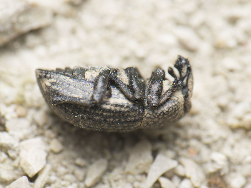 Minyops variolosus - nyugati bordásormányos