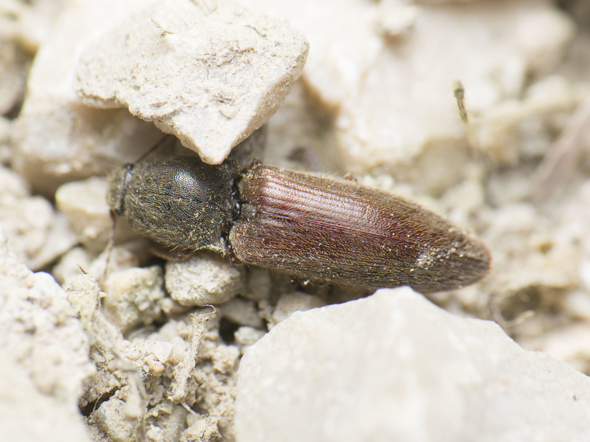 Athous haemorrhoidalis - szurkos pattanó
