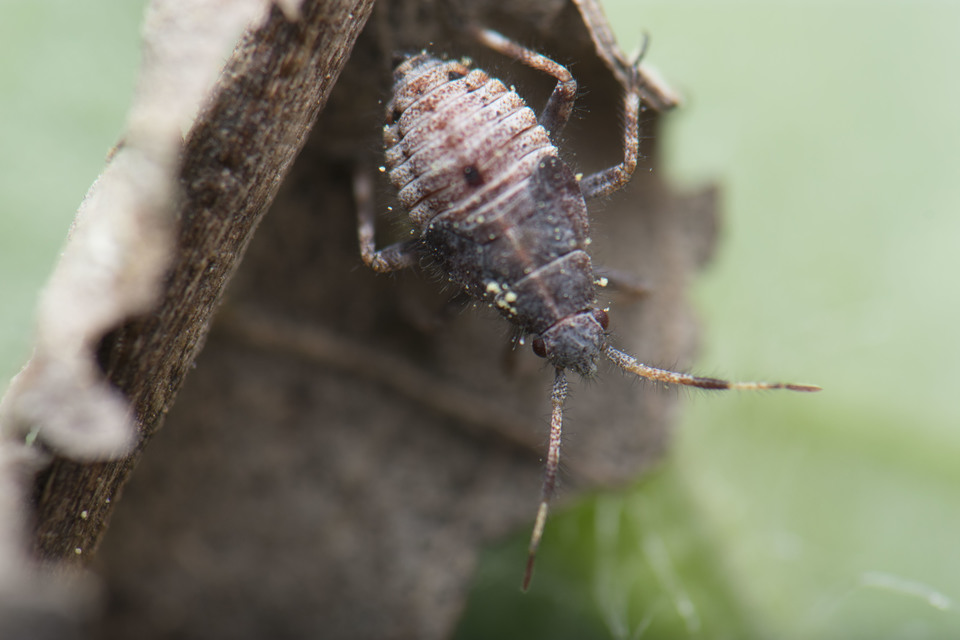 Deraeocoris