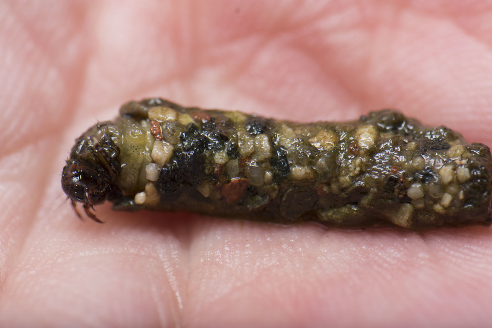 Trichoptera - Tegzesek
