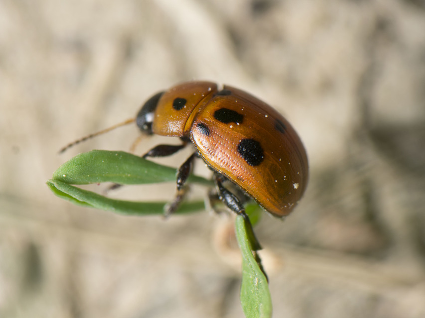 Gonioctena fornicata - közönséges lucernabogár
