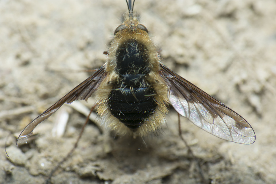 Bombylius major - szegélyes pöszörlégy