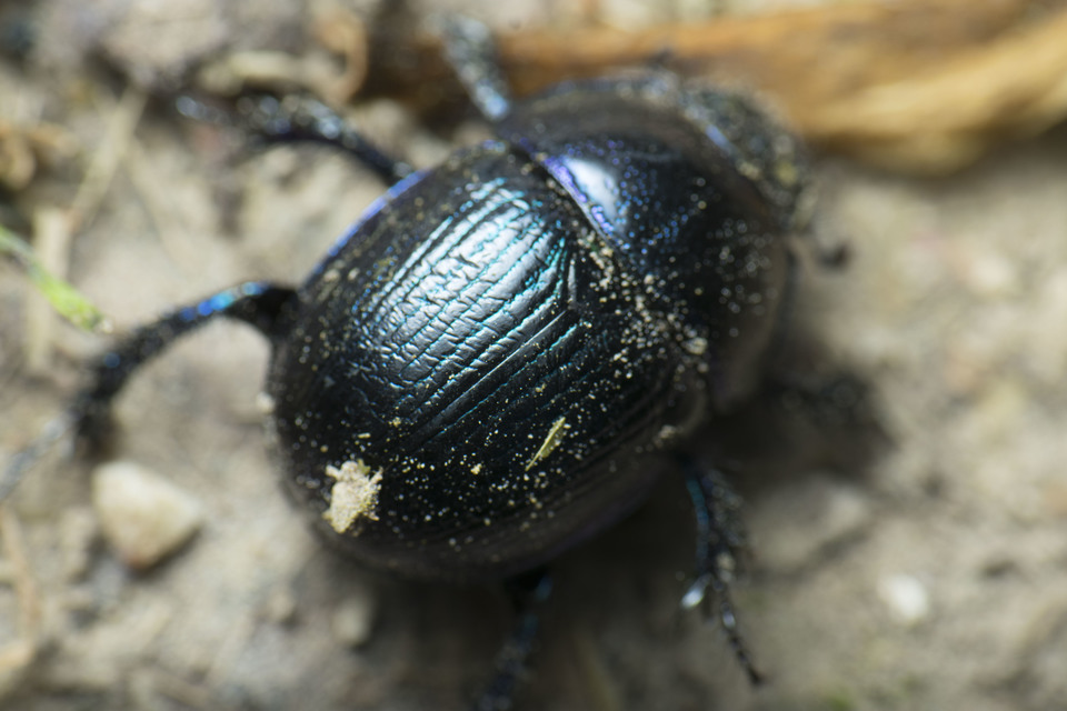 Anoplotrupes stercorosus - erdei álganéjtúró