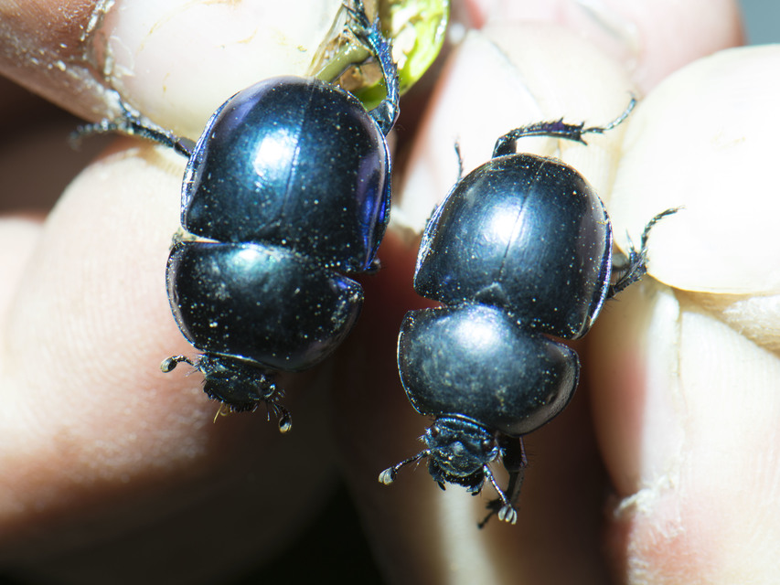 Trypocopris vernalis - tavaszi álganéjtúró