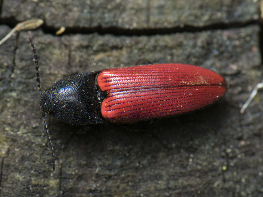 Ampedus