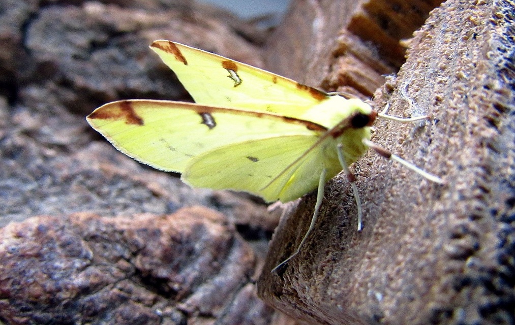 Opisthograptis luteolata - citromsárga araszoló