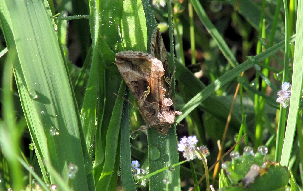 Autographa gamma - gammalepke