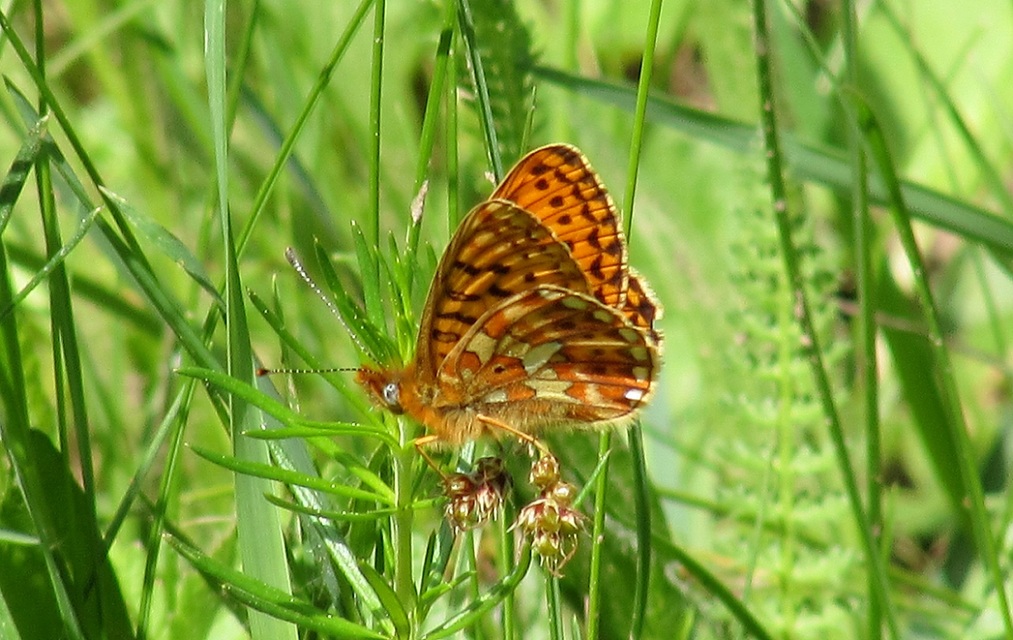Boloria euphrosyne - árvácska-gyöngyházlepke