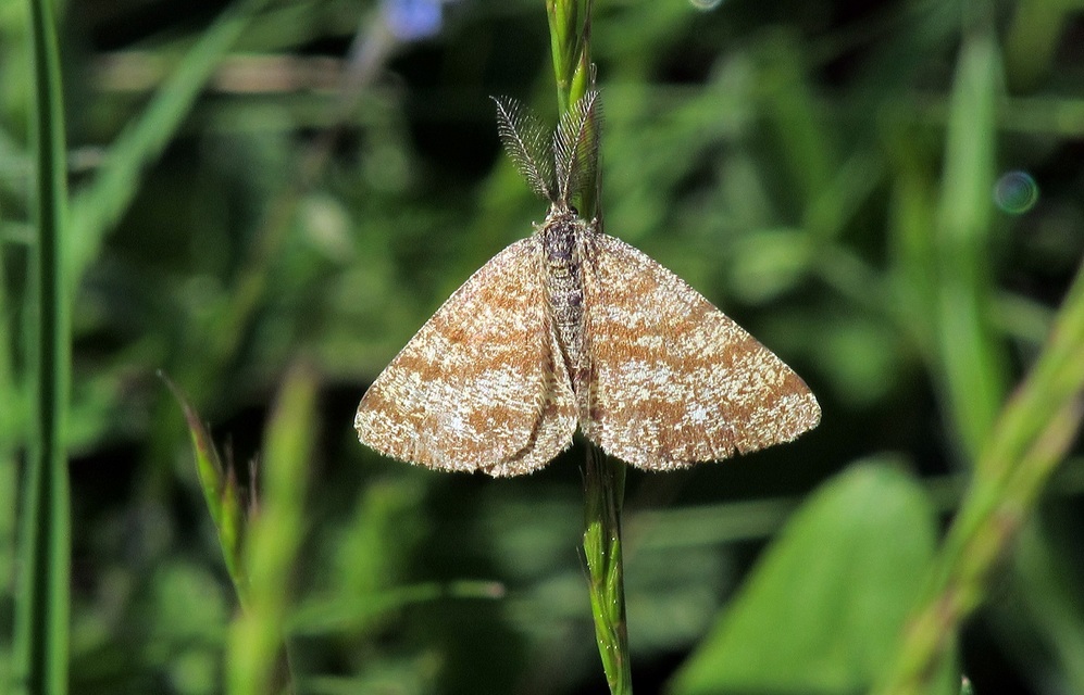 Ematurga atomaria - barna rétiaraszoló