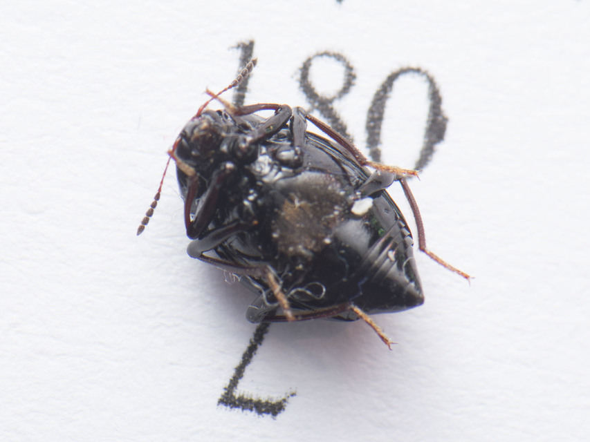 Scaphidium quadrimaculatum - négyfoltos sajkabogár
