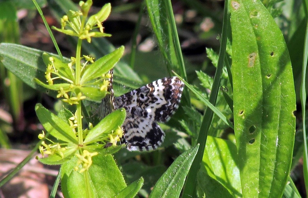 Epirrhoe tristata - gyászos tarkaaraszoló