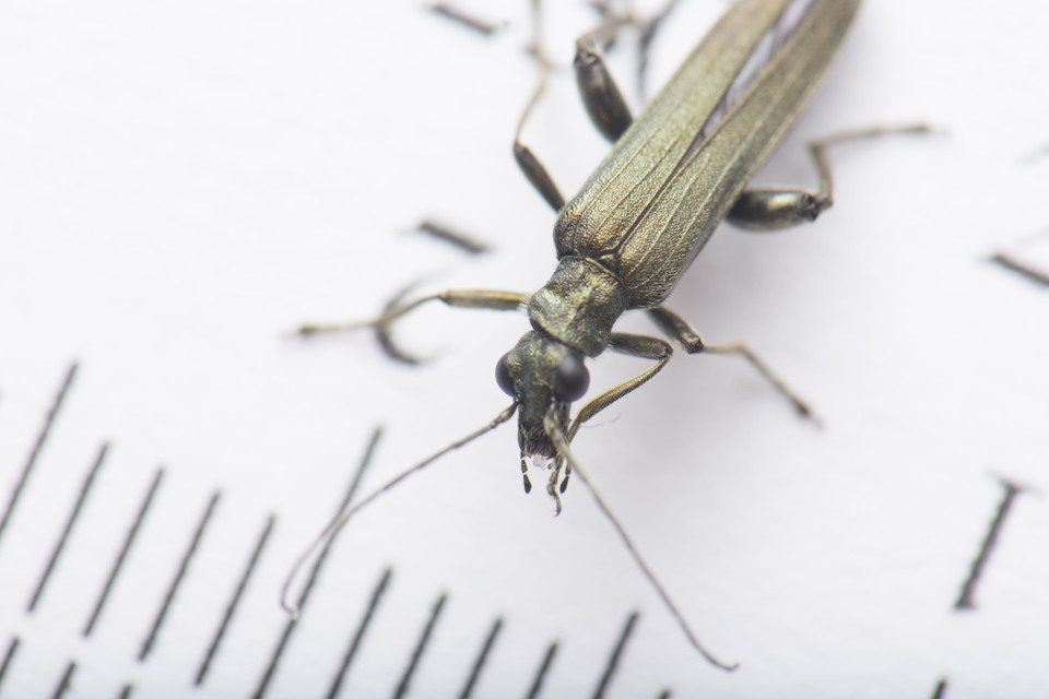 Oedemera virescens - zöldes álcincér