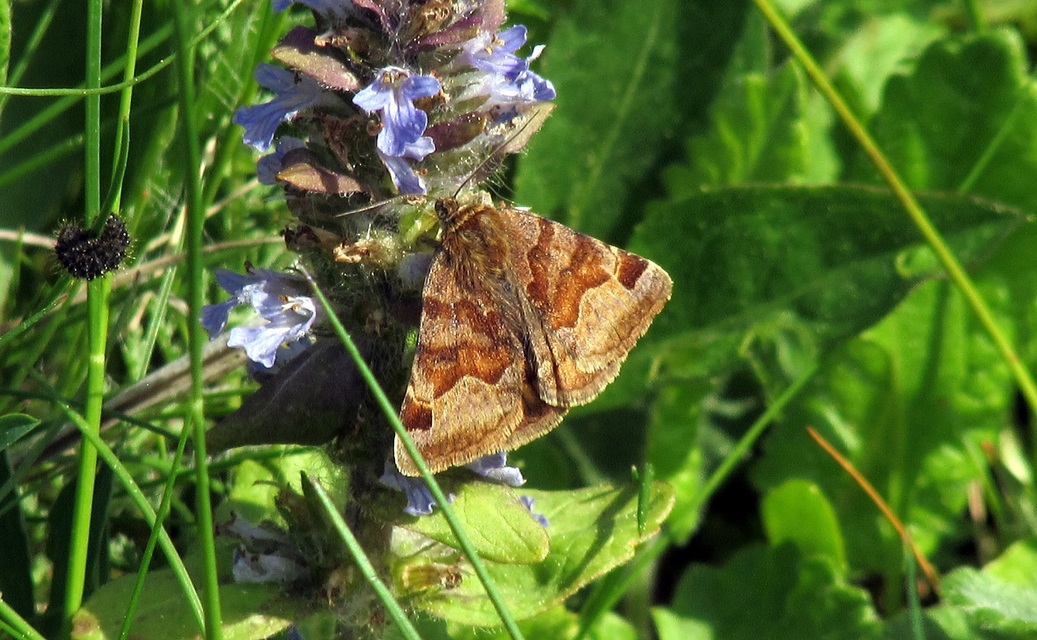 Euclidia glyphica - közönséges nappalibagoly