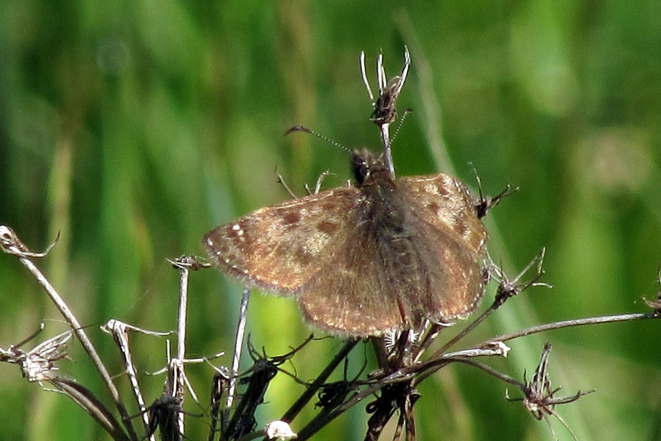 Erynnis tages - cigánylepke