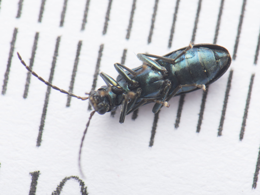 Ischnomera